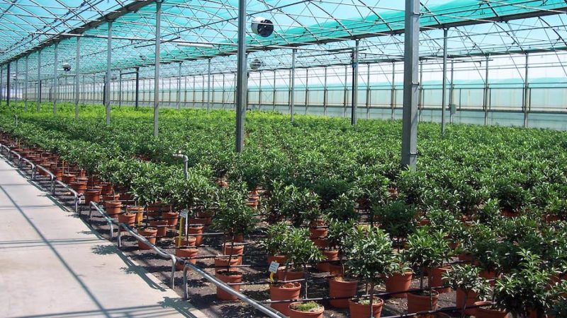 Coldiretti al Governo: “Aiuti per florovivaismo, vino, ortofrutta e agriturismo”