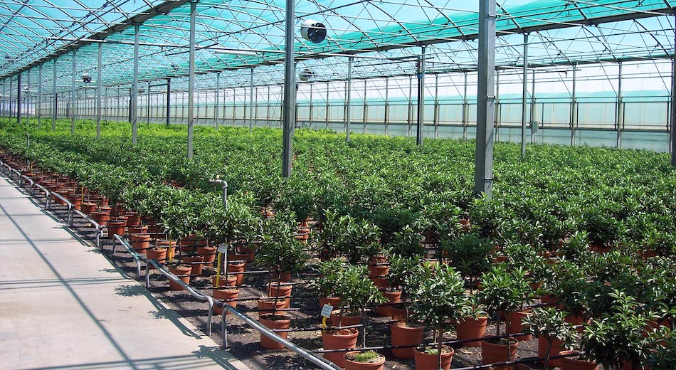 Coldiretti al Governo: “Aiuti per florovivaismo, vino, ortofrutta e agriturismo”