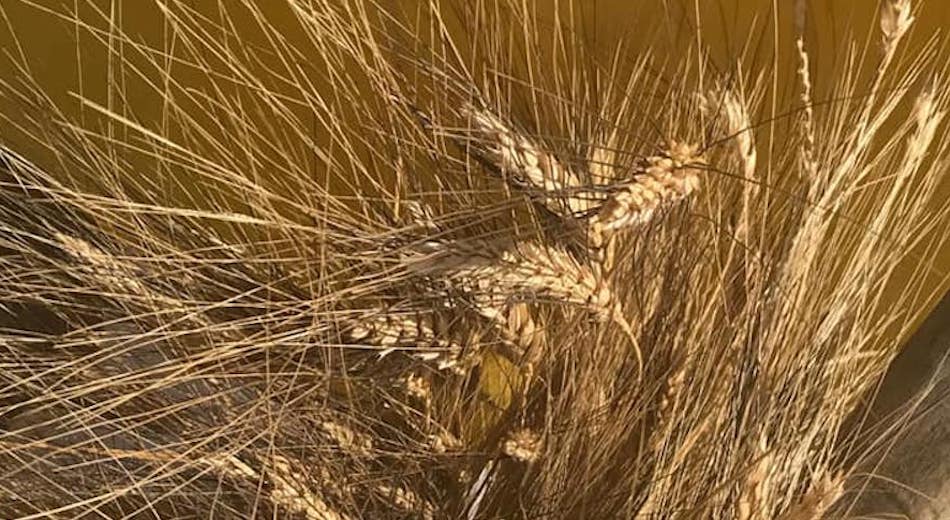 Il Gal Madonie punta allo sviluppo della filiera dei grani duri antichi