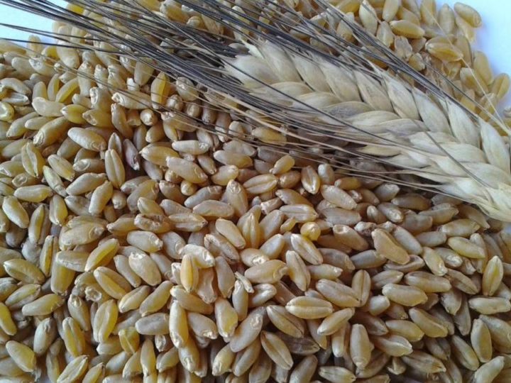 Slow Grains Italia a Caltanissetta per scommettere sui grani tradizionali
