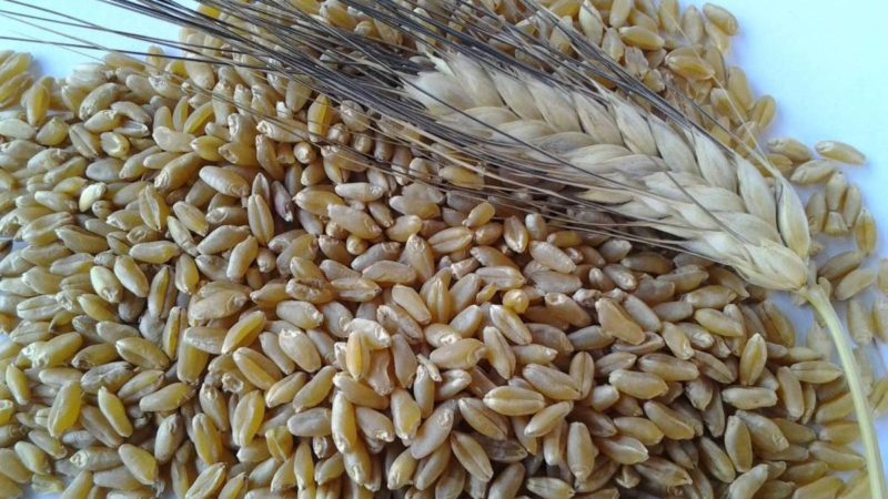 Slow Grains Italia a Caltanissetta per scommettere sui grani tradizionali