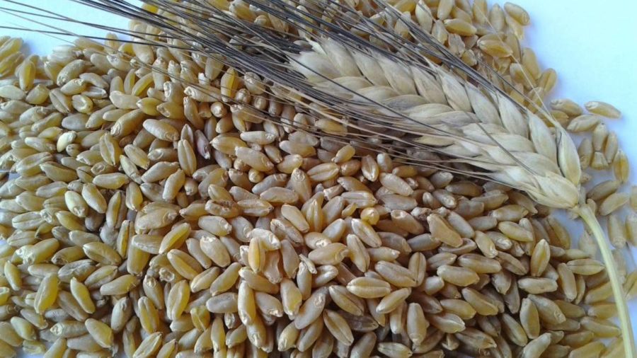 grano duro siccità