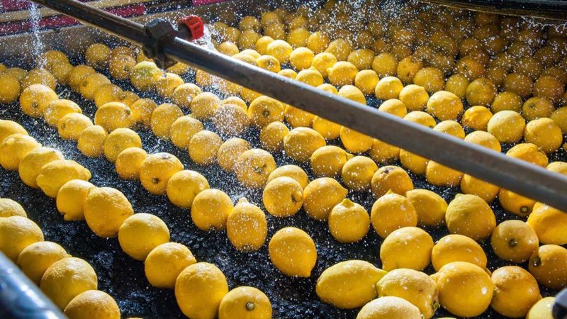 Decreto 22 marzo, ecco le attività agricole che non si dovranno fermare
