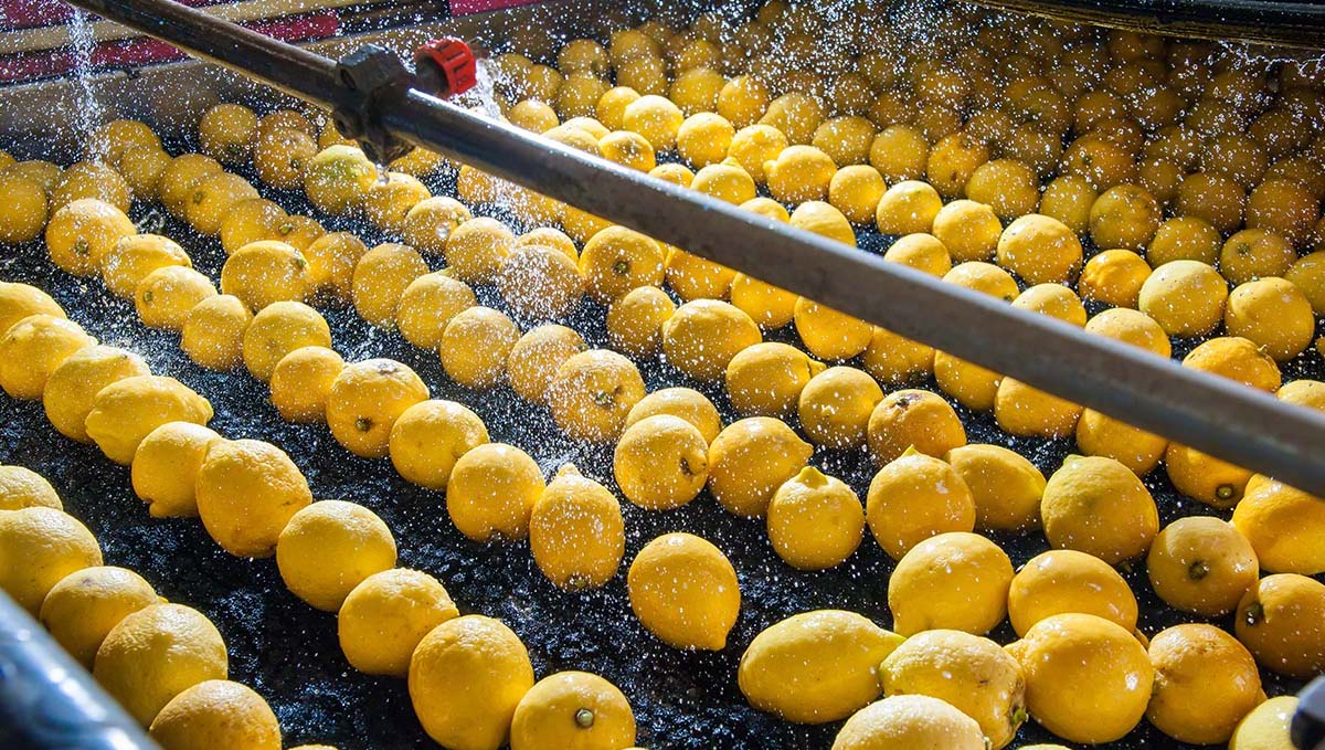 Decreto 22 marzo, ecco le attività agricole che non si dovranno fermare