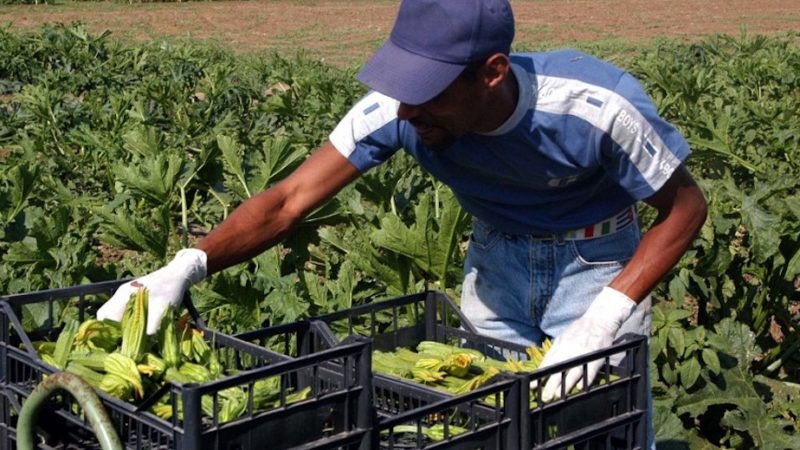 Coronavirus: senza gli stagionali stranieri, a rischio 1/4 dei raccolti agricoli