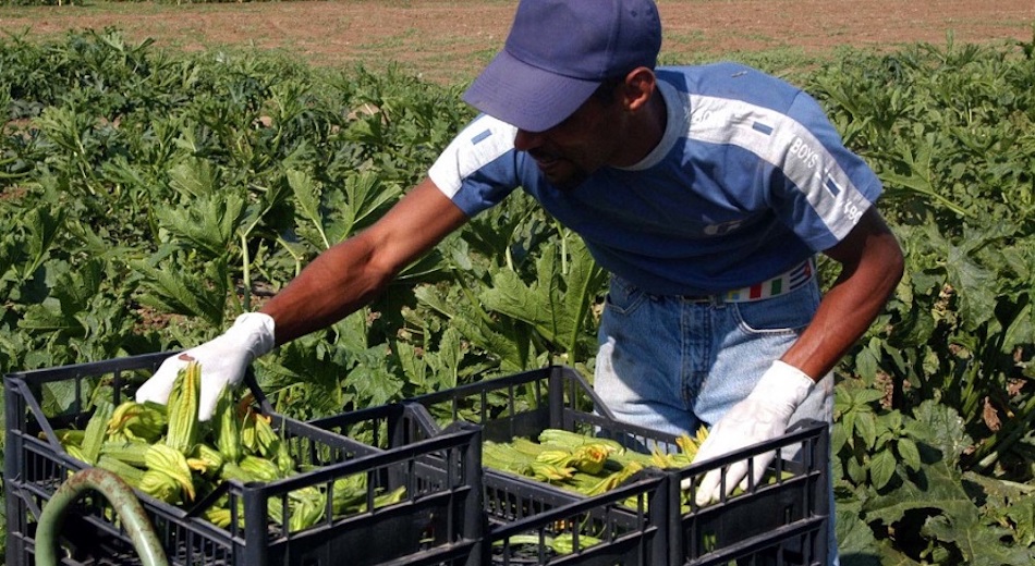 Coronavirus: senza gli stagionali stranieri, a rischio 1/4 dei raccolti agricoli