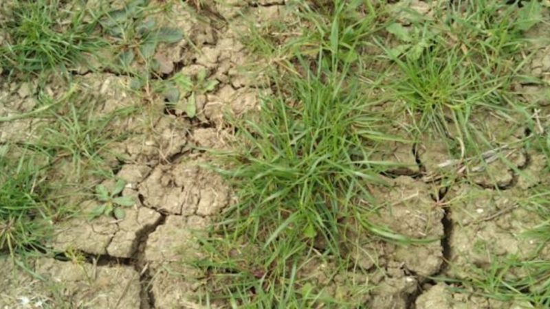 Campagne, in Sicilia una siccità da record aggrava l’emergenza-Coronavirus