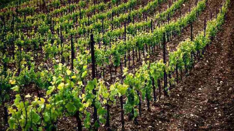 Ocm Vino e lunga siccità, serve proroga per il reimpianto dei vigneti