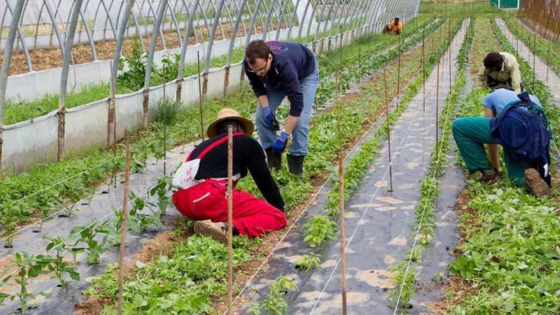 Voucher agricoli e Coronavirus, tutti d’accordo per la semplificazione