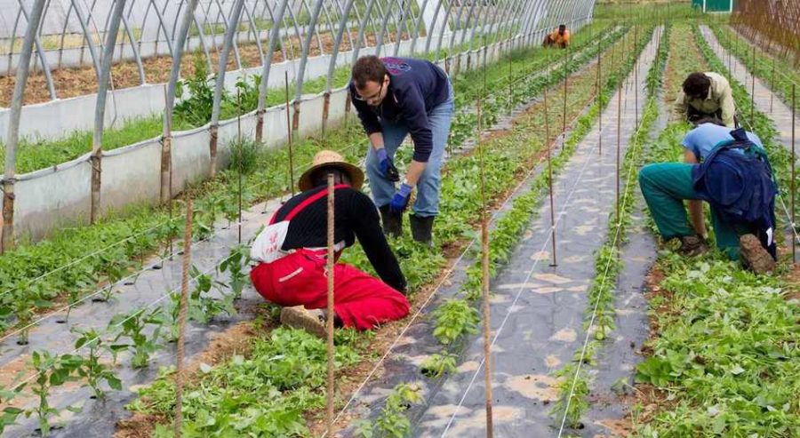 voucher agricoltura
