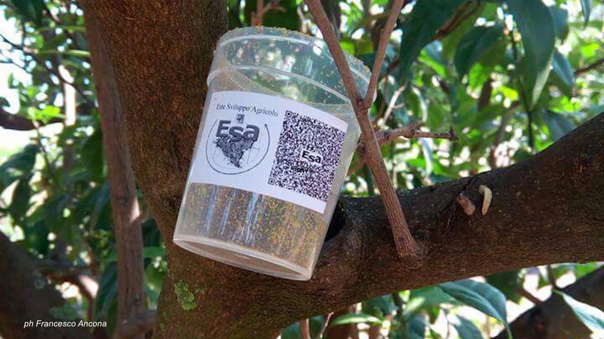 Biofabbrica di Ramacca, riparte la distribuzione degli insetti utili