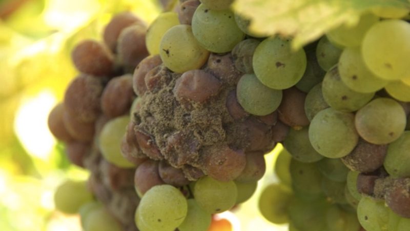 Botrite, dal Crea un vaccino naturale per la vite e altre piante