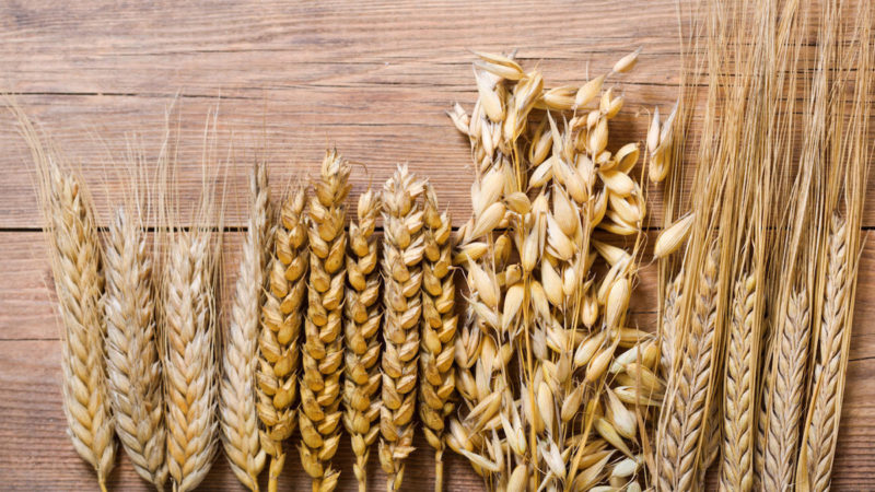 Pasta nutriente e sostenibile? Il Crea: nei grani antichi i segreti genetici