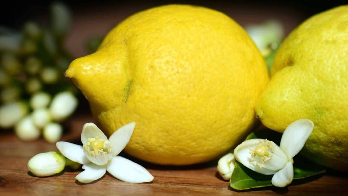 Limoni sugli scudi, gli acquisti in crescita tonificano il mercato
