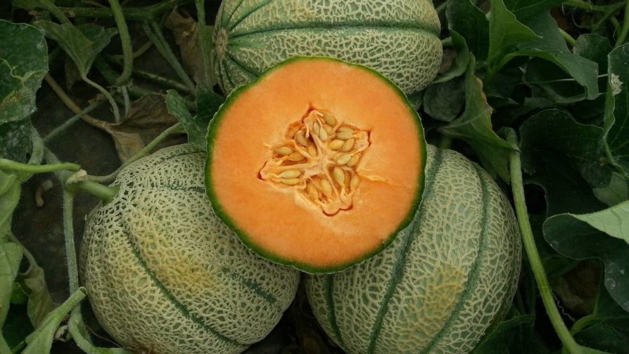 melone cantalupo