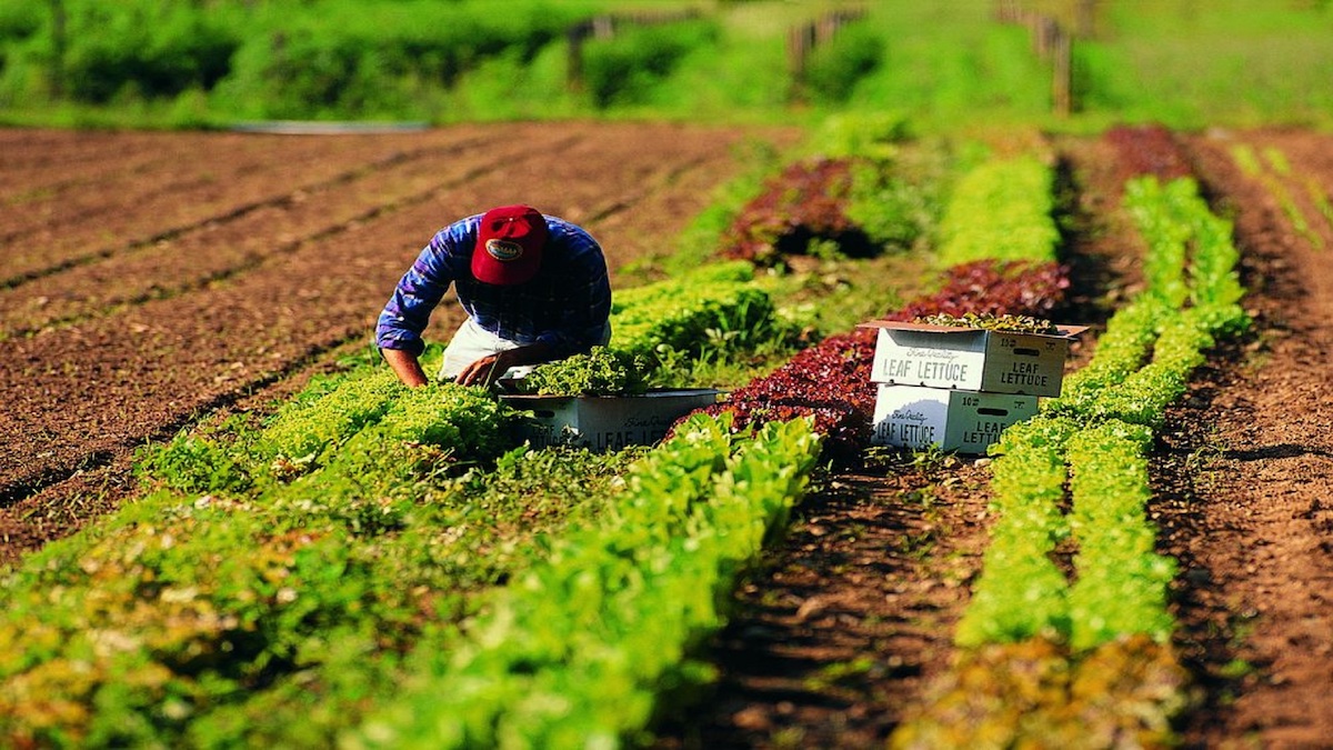 Lavoro precario e in nero, pronto un decreto con “Reddito di emergenza”