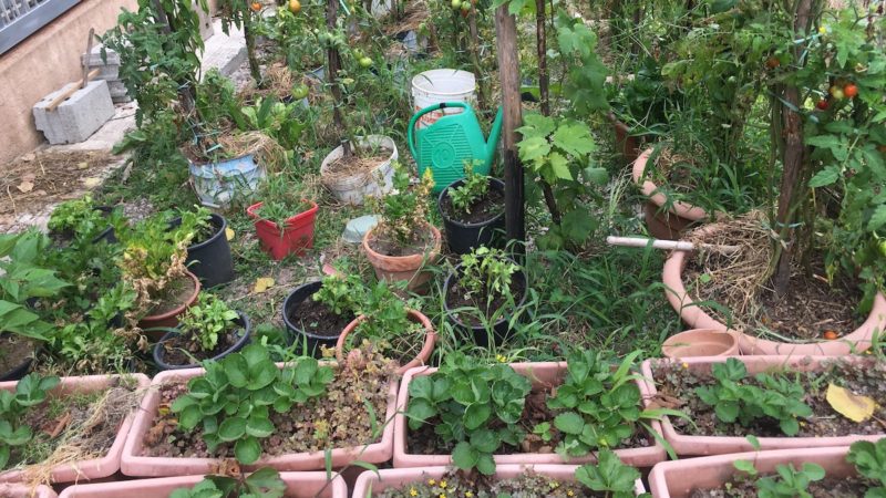 Cura di orti e frutteti familiari, 5 regioni danno il via libera agli hobbisti