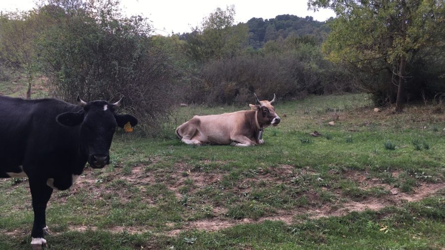 canoni pascolo