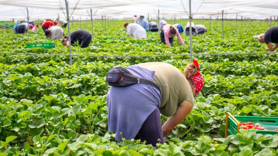 Agrijob