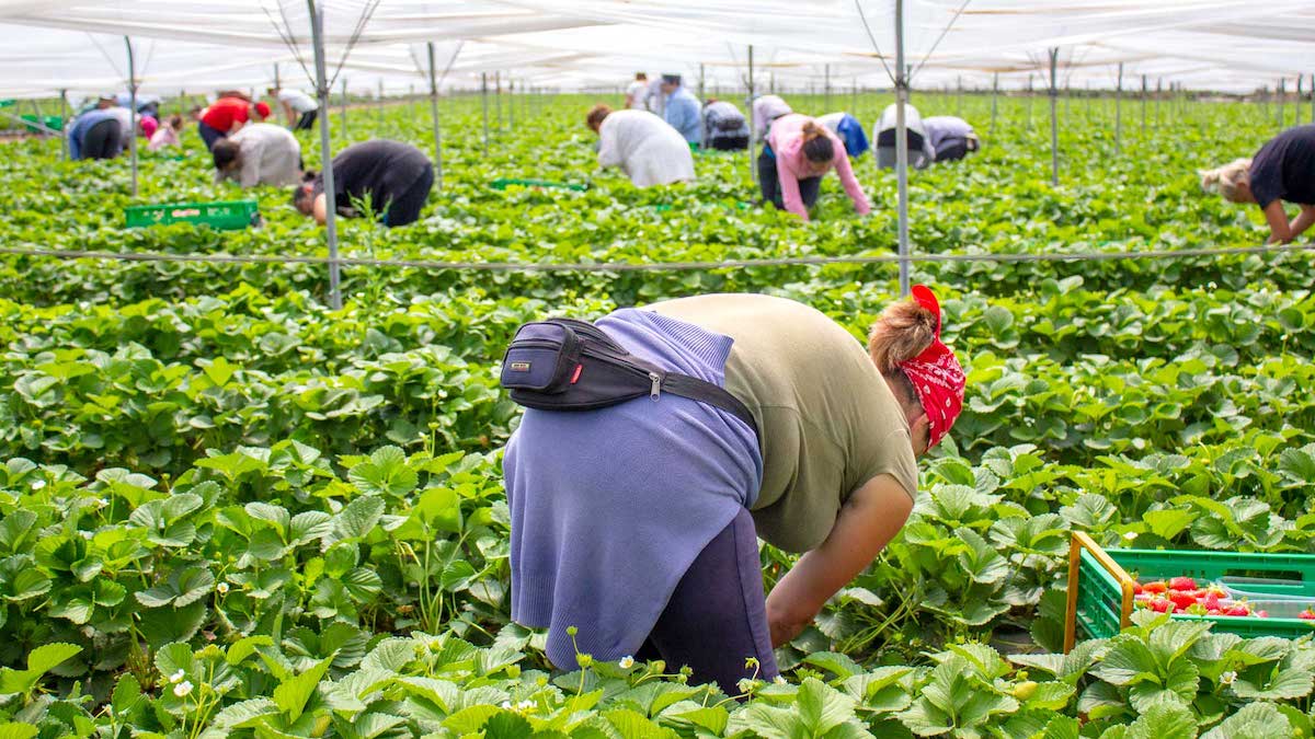 Emergenza manodopera, domanda e offerta di lavoro su AgriJob