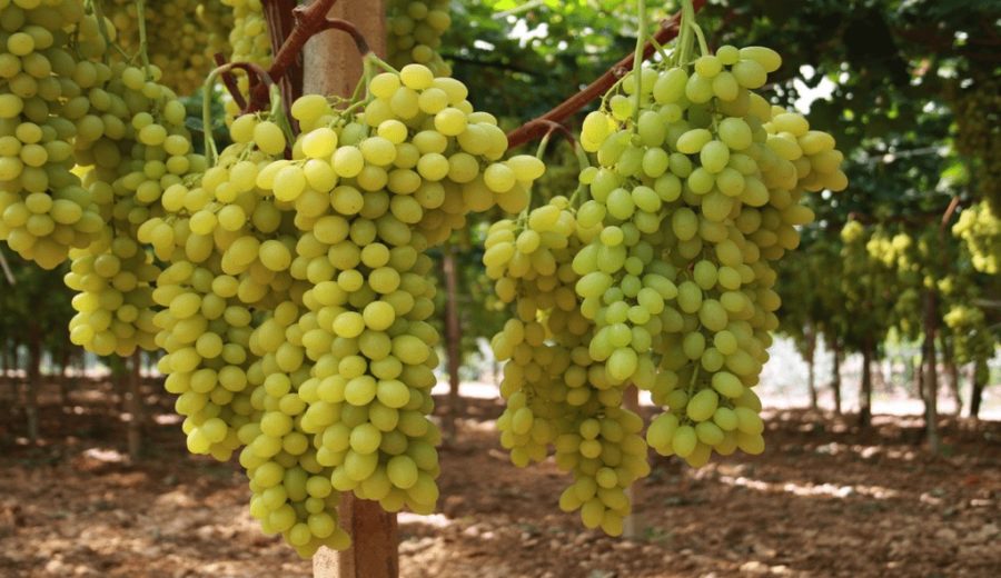 uva da tavola di Canicattì