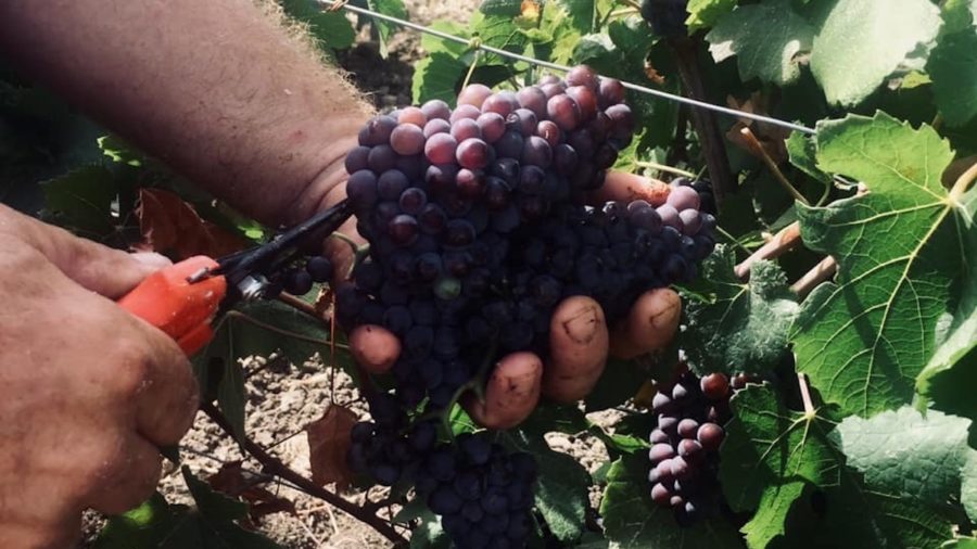 vendemmia verde