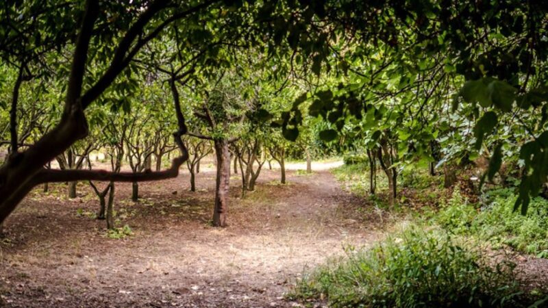 Giardini e orti senz’acqua, a rischio quel che resta della Conca d’Oro
