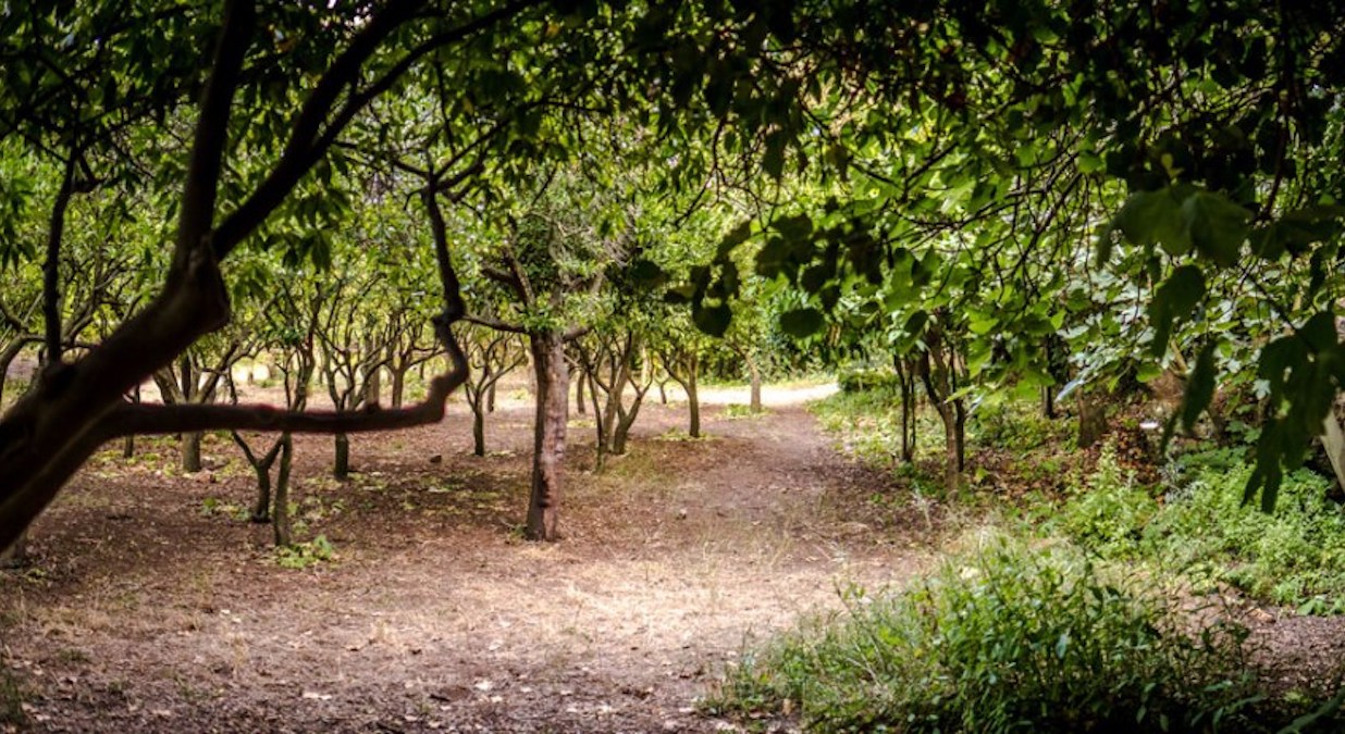 Giardini e orti senz’acqua, a rischio quel che resta della Conca d’Oro