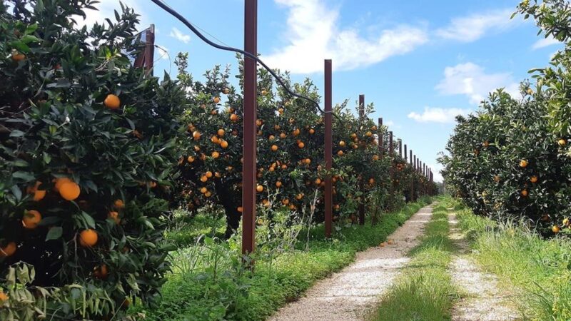 Social Farming, il Covid non ferma il corso “Le Vie della Zagara”