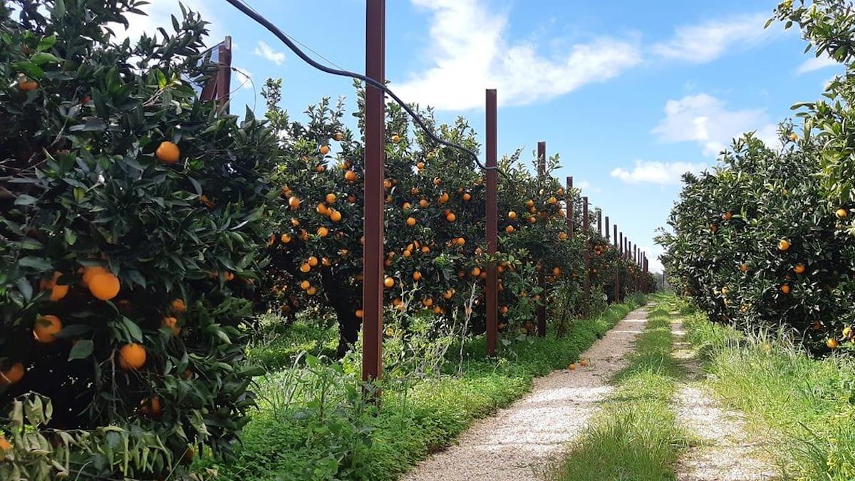 Social Farming, il Covid non ferma il corso “Le Vie della Zagara”
