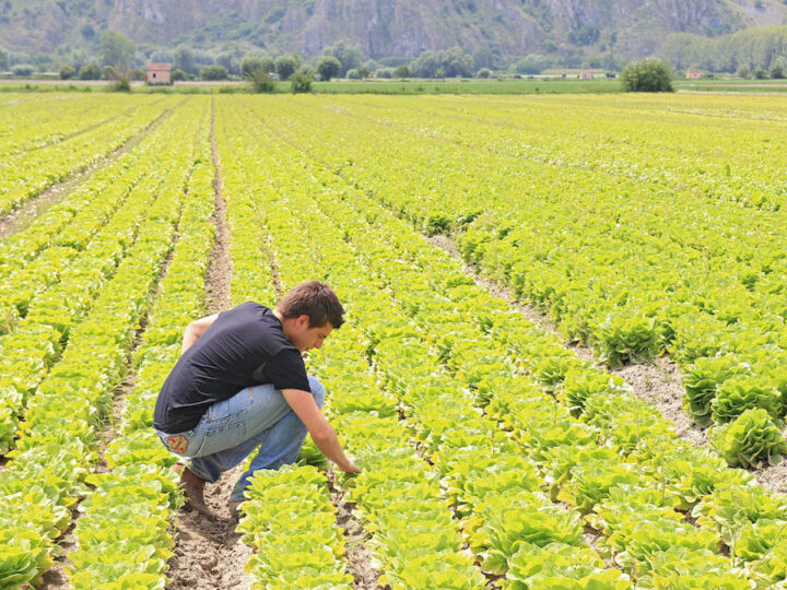 Giovani agricoltori, dalla Banca della Terra di Sicilia in arrivo il primo bando