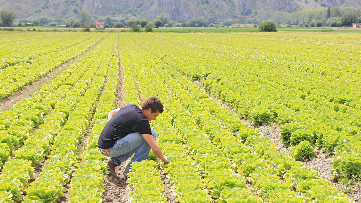 Giovani agricoltori, dalla Banca della Terra di Sicilia in arrivo il primo bando