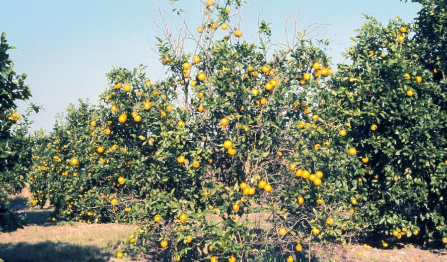 impianti arborei colpiti da tristeza