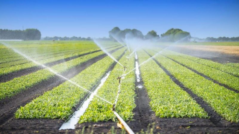 Consorzi di bonifica, sospesi in Sicilia i ruoli degli ultimi nove anni