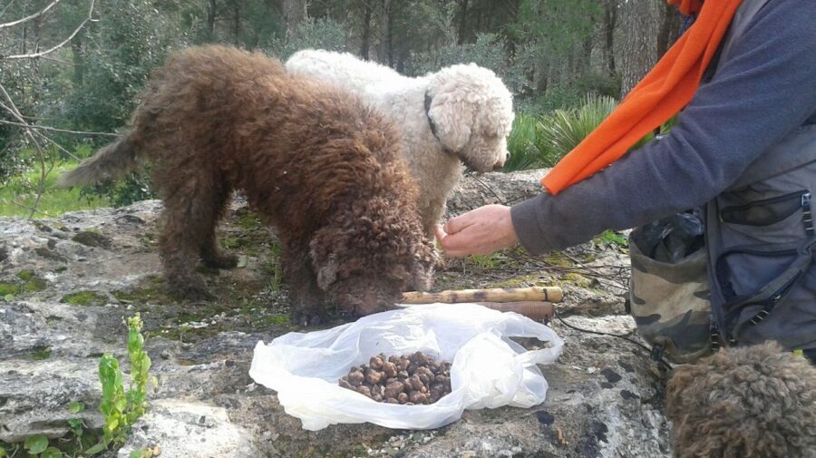 funghi e tartufi