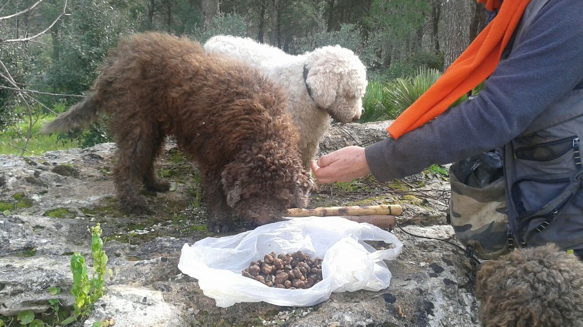 Funghi, tartufi ed erbe: l’Abruzzo dà il via libera, ora tocca alla Sicilia