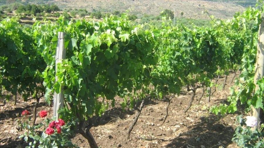 distillazione di crisi