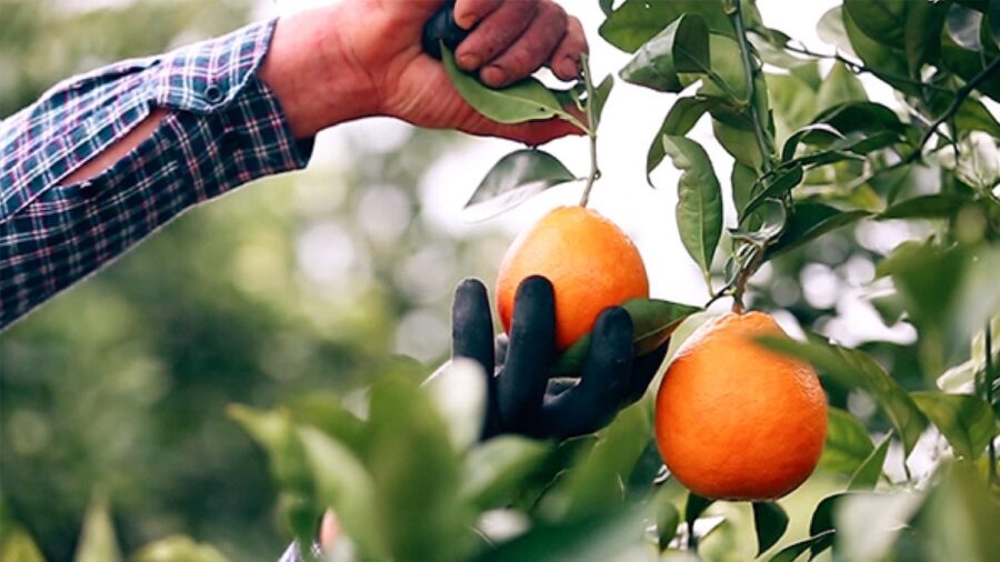 blockchain-filiera-agrumicola
