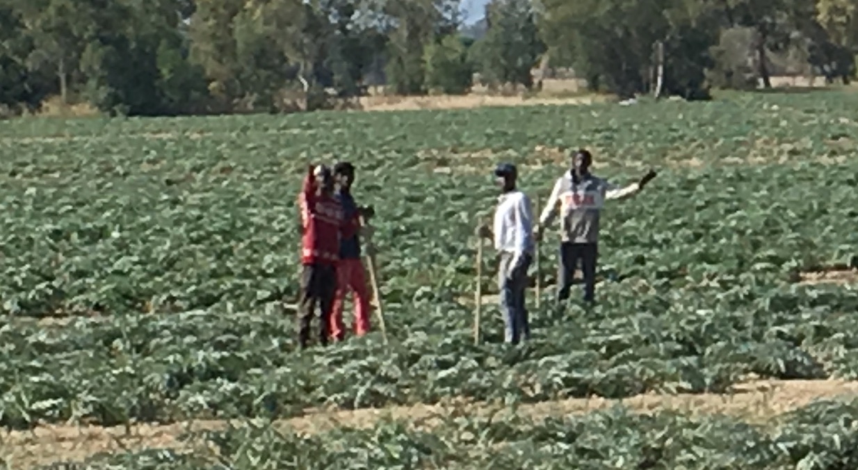 Agricoltura sociale innovativa,  bando per cinque progetti anti-caporalato