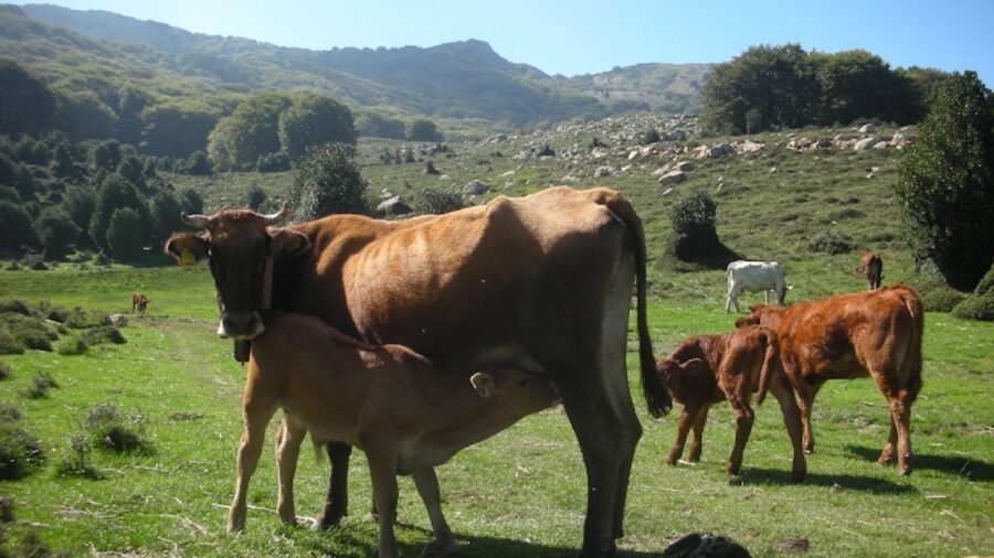 demo farm resiliente Madonie