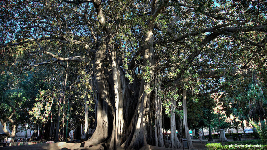 alberi monumentali