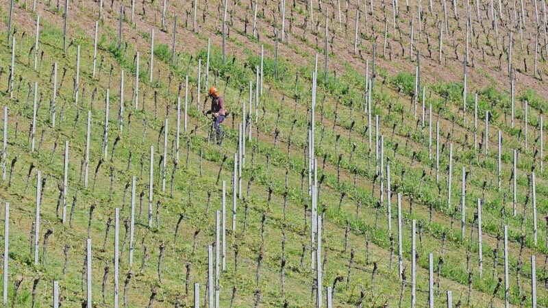 Confagri Ragusa: venga a lavorare nei campi chi prende il RdC