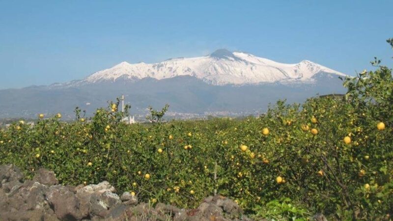 Limone dell’Etna Igp, sempre più vicino il riconoscimento ufficiale della Ue