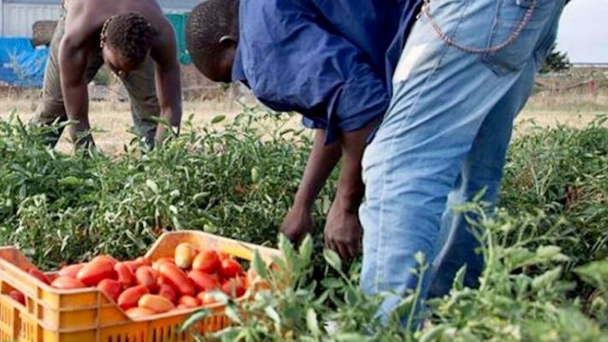 Sanatoria migranti, flop del governo. Presentate finora solo 9.500 richieste
