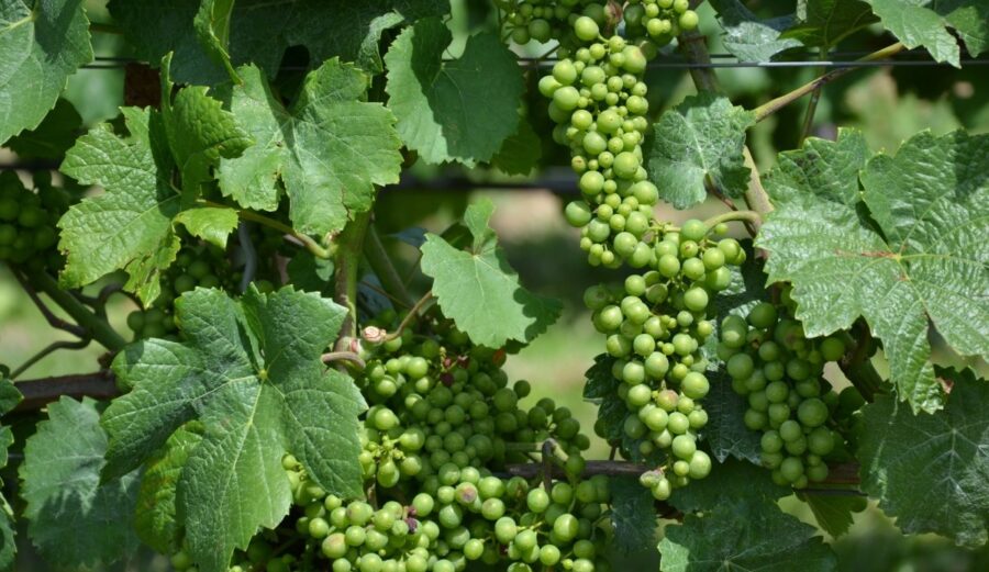 viticoltori