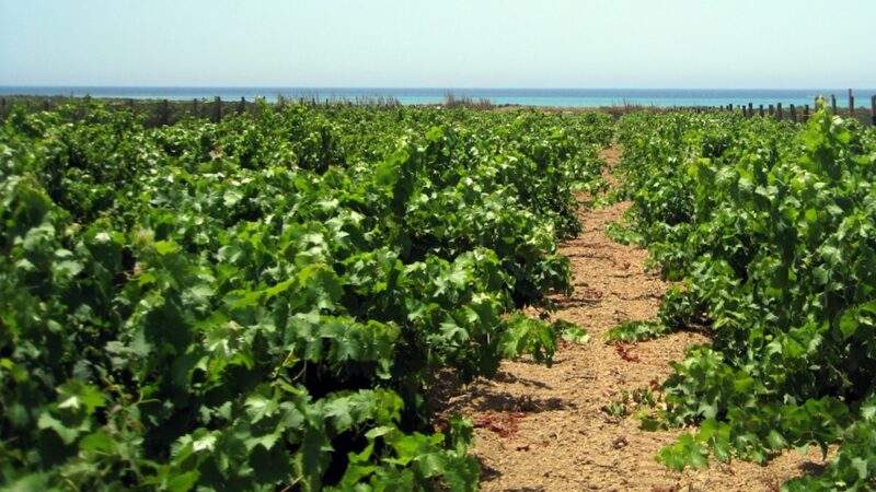 Vendemmia verde, ok al bando per la Sicilia. Ecco come accedere all’aiuto