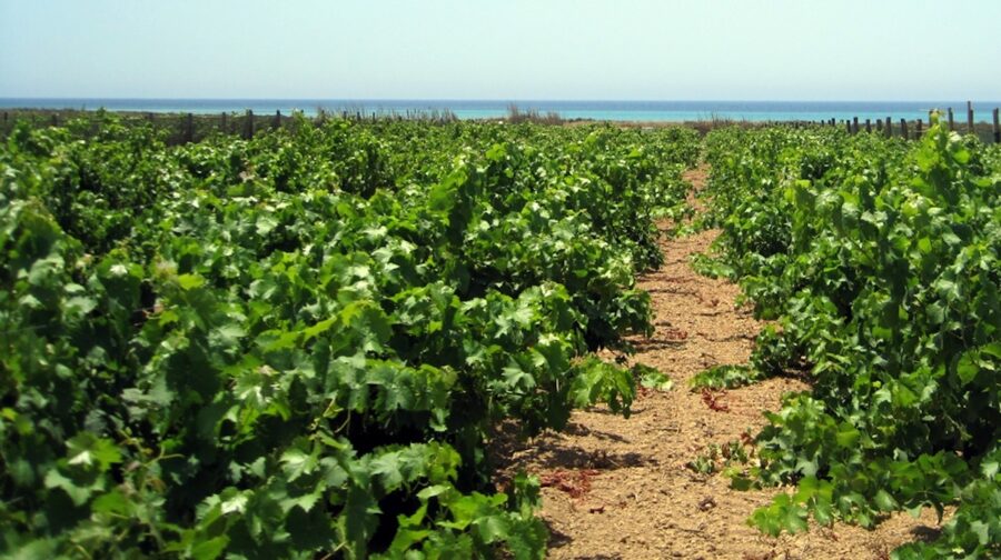 vendemmia verde
