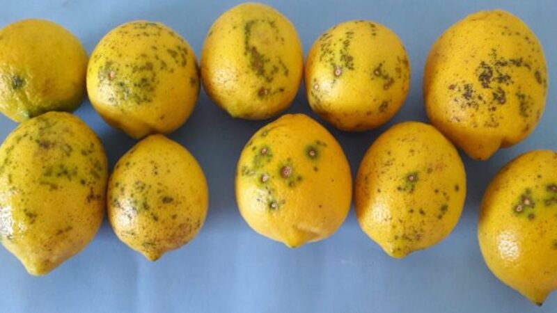 Citrus Black Spot, limoni argentini infetti respinti al porto di Catania