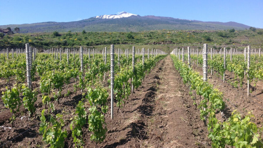 Etna Doc vigneto