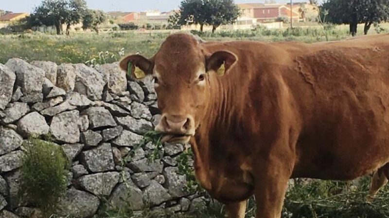 Ragusa tra le Spighe Verdi, al comune la “Bandiera Blu” dell’agricoltura